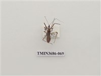 藏品(縱斑彩獵椿象)的圖片